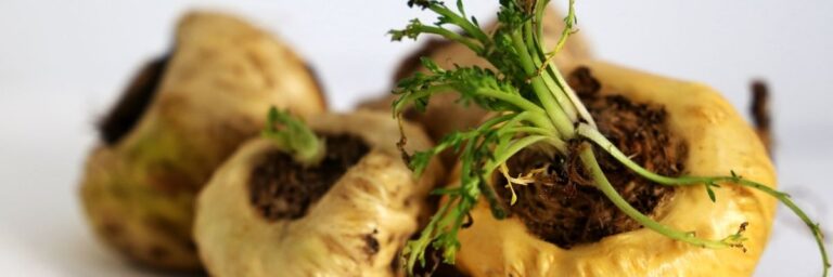 Maca Kökü Testosteronu Gerçekten Artırır mı