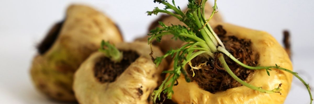 Maca Kökü Testosteronu Gerçekten Artırır mı