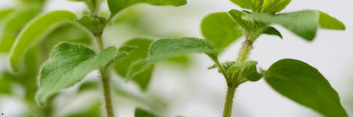 Adaptogen Bitkiler Testosteron Seviyesini Nasıl Etkiler?